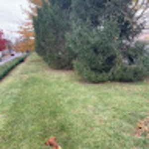 Meet your Posher, Lizzie